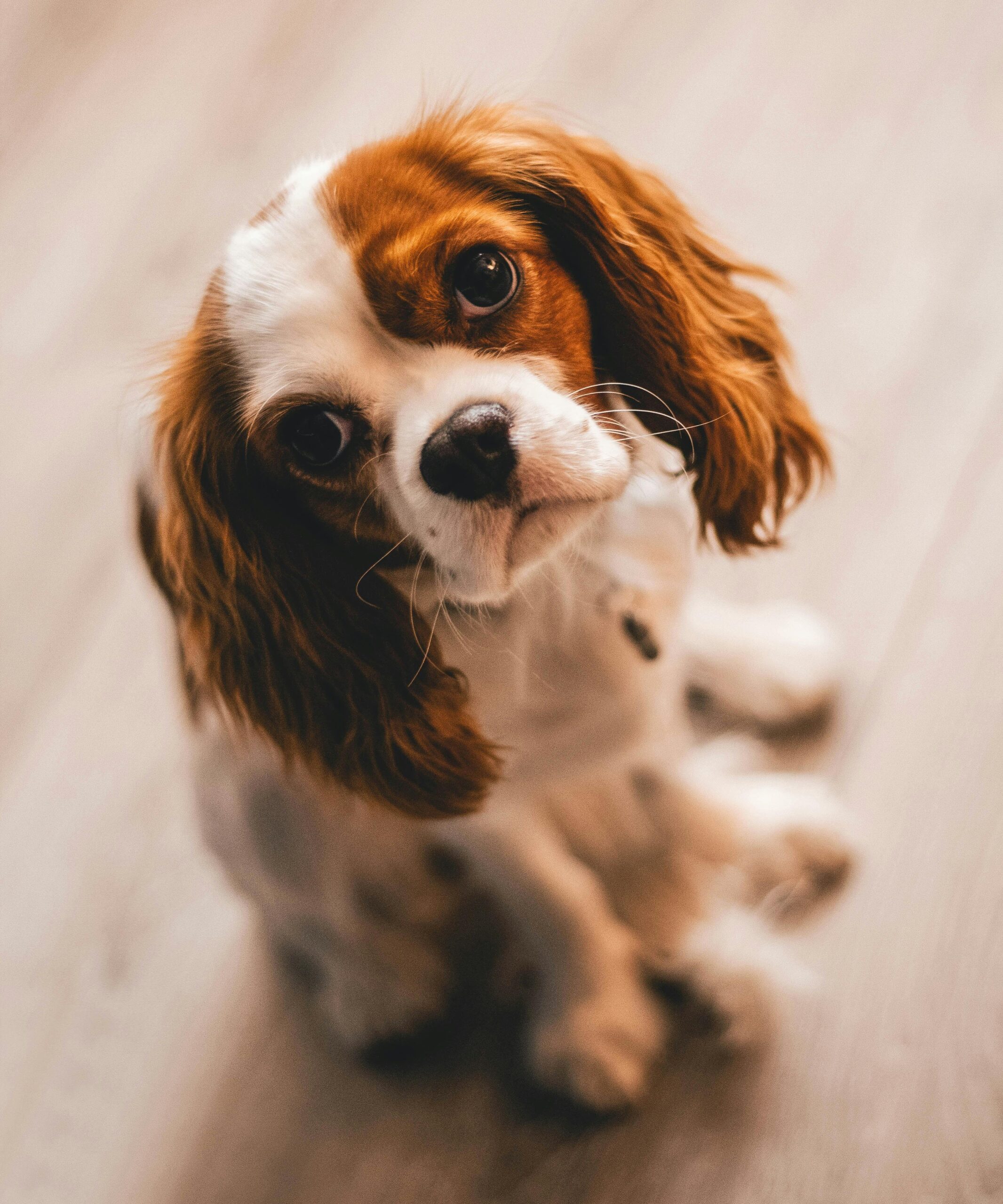 Charming close-up of a Cavalier King Charles Spaniel puppy sitting indoors, exuding pure cuteness.